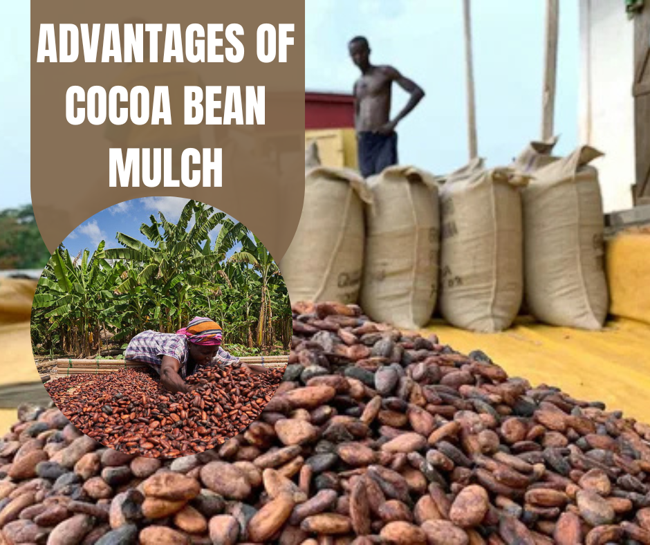 Advantages of Cocoa Bean Mulch