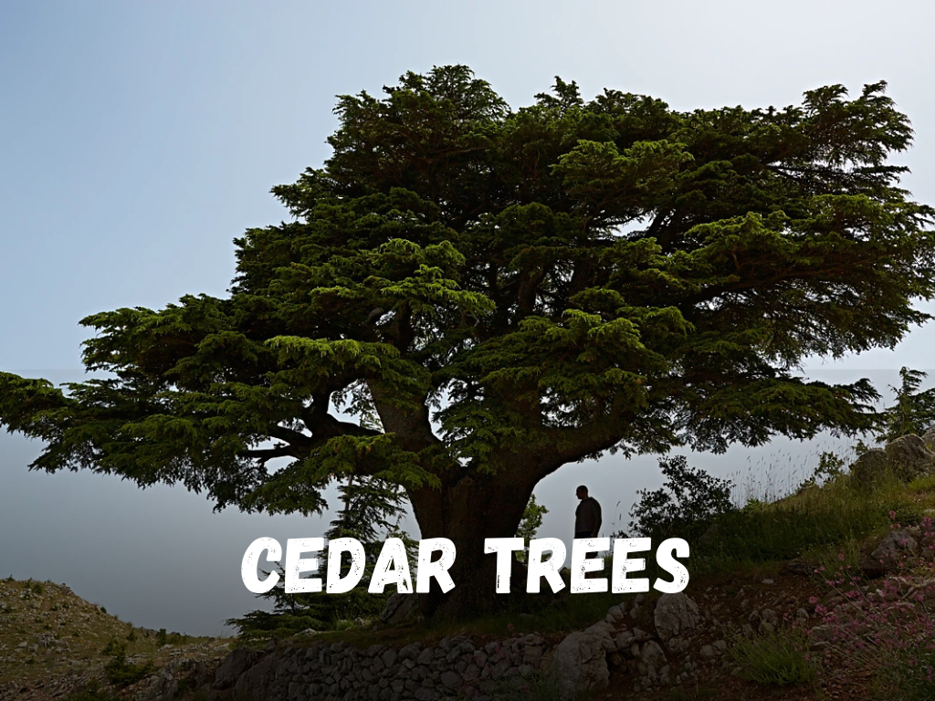 Cedar Trees