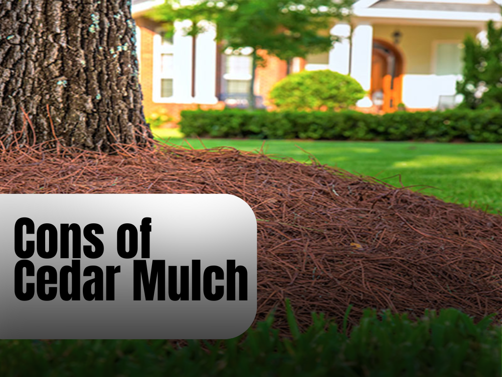 Cons of using Cedar Mulch