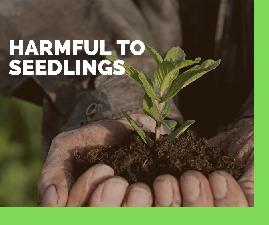 Pine Bark Mulch Harmful to Seedlings