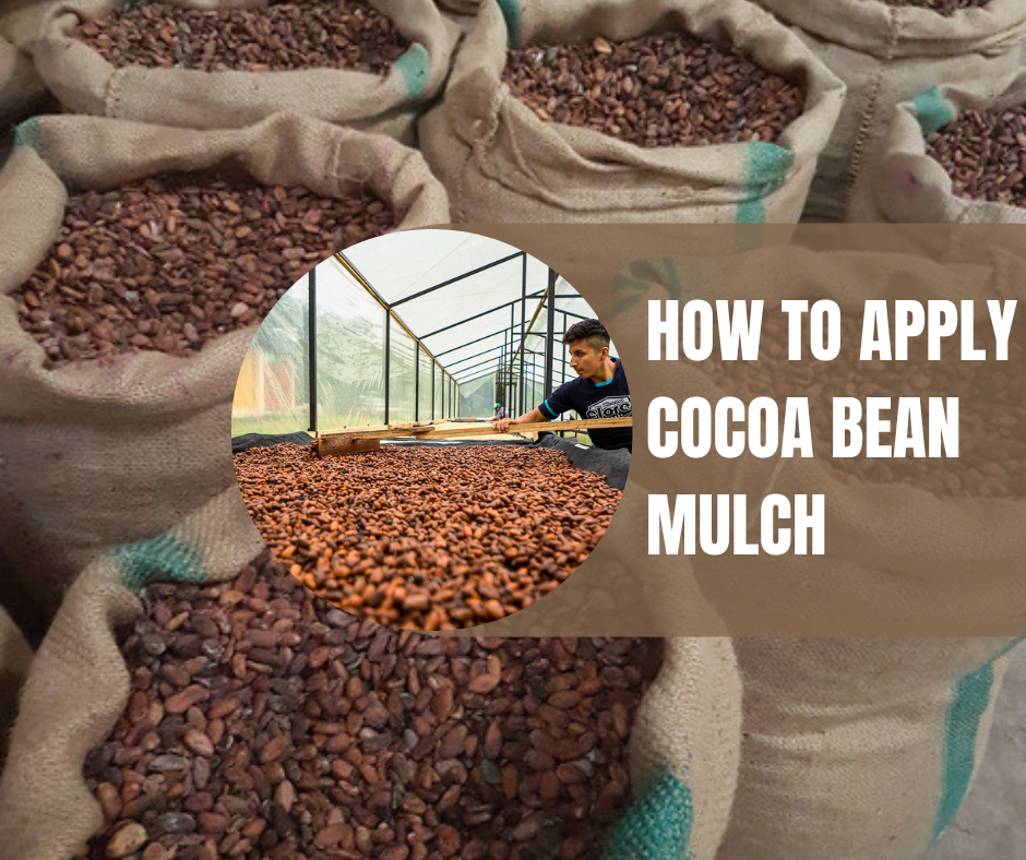 How to apply Cocoa bean Mulch