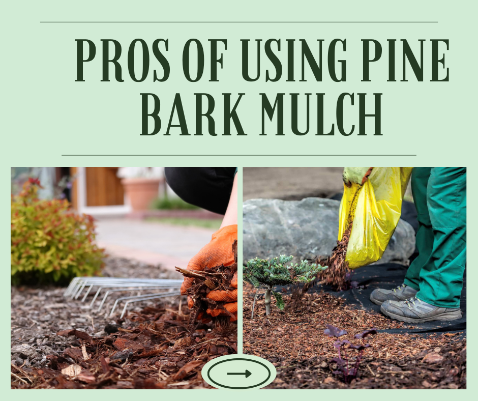 Pros of Using Pine Bark Mulch